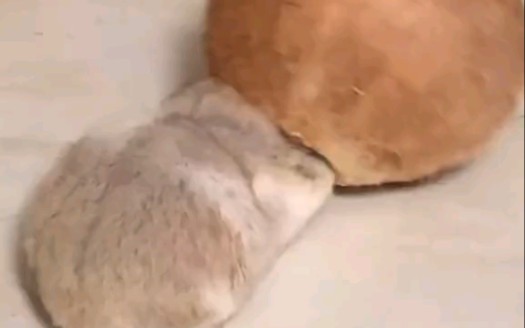 我……我好像卡住了